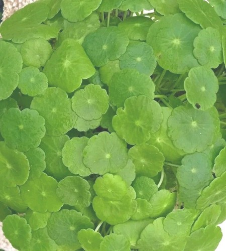 Planta acuario hydrocotyle - acuario,